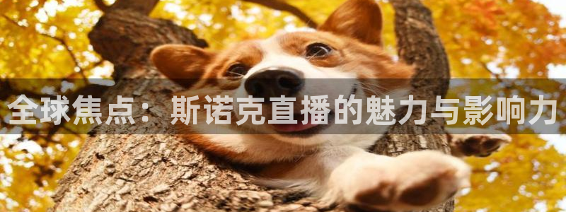 鲸鱼nba直播在线观看：全球焦点：斯诺克直播的魅力与影响力