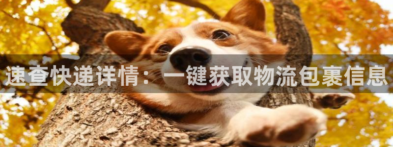 狗子28游戏官网入口：速查快递详情：一键获取物流包裹信息